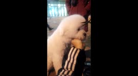 This dog seems to really enjoy getting a hair cut