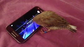 My bird playing Summoners War on smart phone
