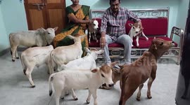Dwarf Cow Farm in Kakinada, India