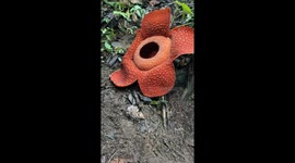 1# man enjoy drinking coffee near the rare huge corps flower in full bloom in Indonesian rainforest