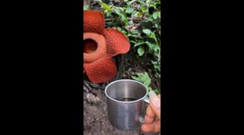 2# man enjoy drinking coffee near the rare huge corps flower in full bloom in Indonesian rainforest