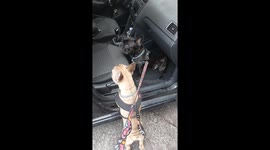 Adorable French Bulldogs on a Heartwarming Quest to Find Their Owner