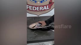 Drugs Traffickers Stuffed Frozen Fish With Cocaine near the city of Tonantins, Brazil