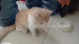 cute cat waiting while lying in an empty food container