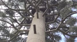 Fauxliage! Mobile company disguises mast as tree in Paris