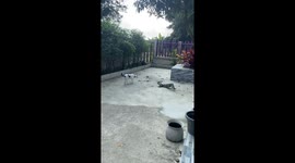 Dragon-like lizard whacks pet cat with its tail