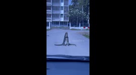 Two monitor lizards wrestle in the middle of road for territory
