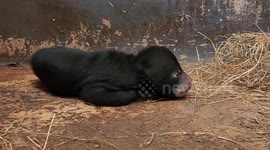 Zookeepers welcome newborn sun bear cub at Thai zoo