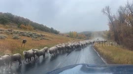 Pyrenees-led sheep drive through rainy Park City, Utah