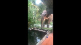 Thirsty elephant stops by family's home to drink from their garden pond