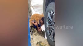 Hilariously clingy pet cat clambers over Thai boy and won't leave him alone