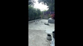 Dragon-like lizard whacks pet cat with its tail