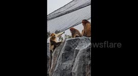Monkey 'teases' fellow primates after escaping from enclosure at zoo in China