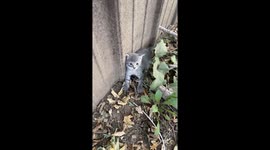 Spicy Kittens Reunited With Nursing Mother