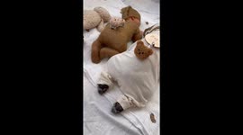 1 month old newborn sleeping together with French Bulldog in matching bear outfit, it will melt your heart!