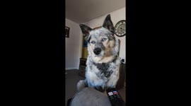 Daily dog affirmations and the graham cracker game