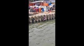 Helping A Dog Out Of The Water