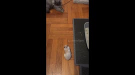 Hamster Chases Cat