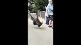 A Very Flirtatious Pheasant