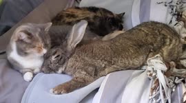 Sunday Morning Snuggle Session