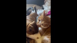 Cat Gives Puppy Baths