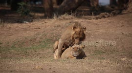 Lion Pair Mate, Fight, And Roar