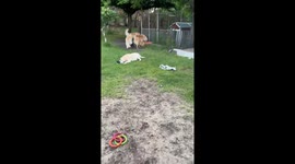 Golden Dogs Dig A Really Deep Hole