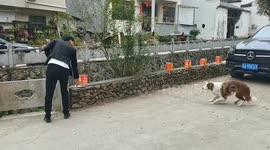 Pet dog pounces off firecracker like a sprinter in the blocks