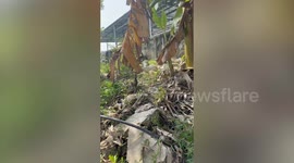 Sad owner buries pet cat body but suddenly kittens appear