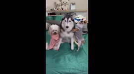 Three pet dogs pose for adorable family picture together