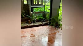 Residents terrified when monitor lizard pays surprise visit to their home