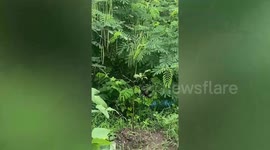 Snake hangs from a tree as it eats a bird in Thailand