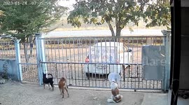 Agile dog climbs through gate when over drives away