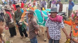 Indonesian Farmer Decorated The Cows Before Held Pacu Jawi Tradition in Batusangkar District, West Sumatra, Indonesia on October 7, 2023.