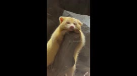 Ultra-rare white raccoon spotted lounging at Chinese zoo