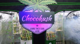 The Híbrio Festival is an event aimed at cannabis entrepreneurs. With this in mind, FESTIVAL HÍBRIDO SP