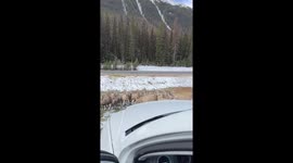 Grizzly Bear Chases Herd Of Big Horn Sheep