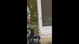 Pug Really Hates Halloween