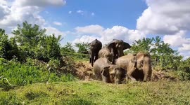 Herd of elephants stray in residential area in northeastern India