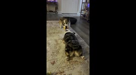 Corgi Drags Sister During Game Of Tug