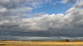 Large Swirling Gaggle Of Geese
