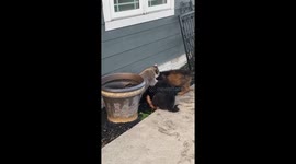 Pet Raccoon Plays With Puppies