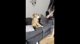 Puppy Makes Excellent Sparring Partner