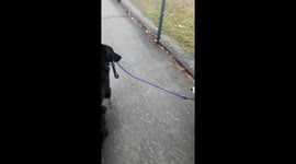 Stumpy the Shepherd Walks Stains the Hound