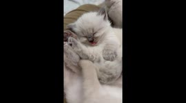 Sleeping Kitten's Tiny Tongue Blep