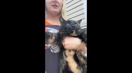Escaped Chonker Gets Brought Back Inside