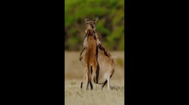 Kangaroo Mom Embraces Her Baby