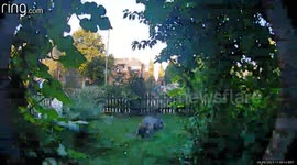 Horrific footage captures moment family cat was killed by XL Bully-type dog in owner's garden