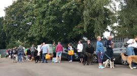 Dogs frolic in Olympic-sized swimming pool