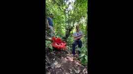 Lucky French tourist found 2 rare corpse flowers in the form of stumps and blooms in Indonesia